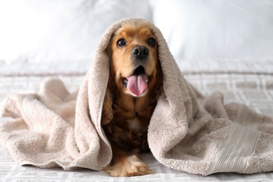 Photo of Cute English Cocker Spaniel covered with towel on bed. Pet friendly hotel