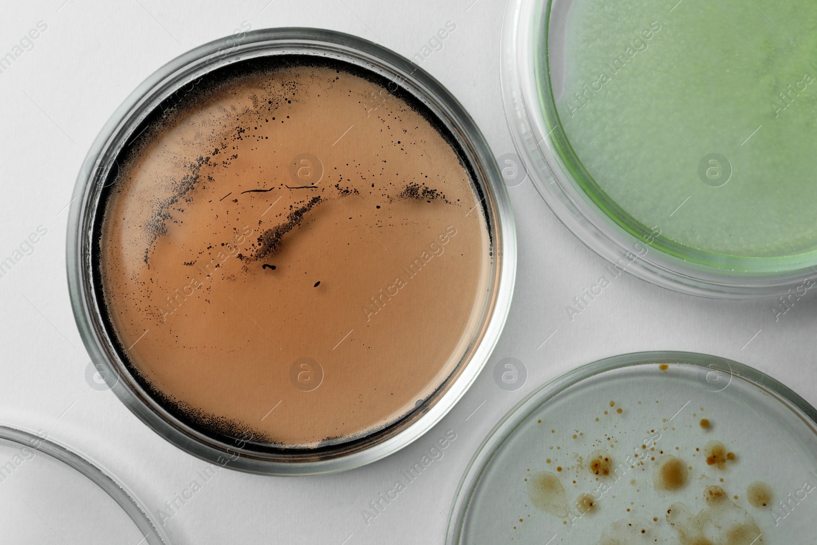 Photo of Petri dishes with different bacteria colonies on white background, flat lay