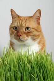 Cute ginger cat and green grass near light grey wall