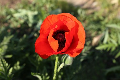 Beautiful bright red poppy flower outdoors on sunny day, closeup view