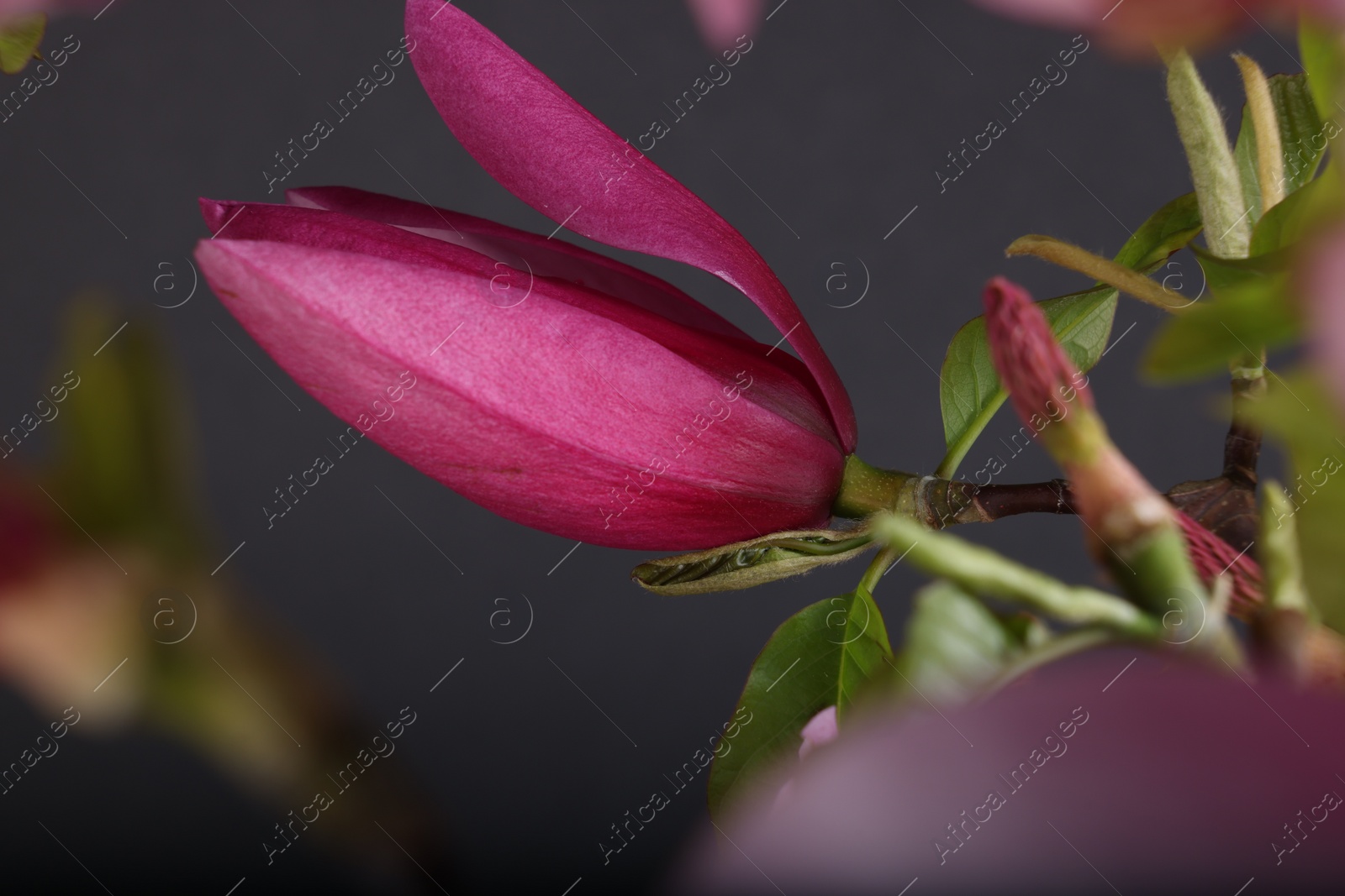 Photo of Magnolia tree branches with beautiful flower on dark background, closeup