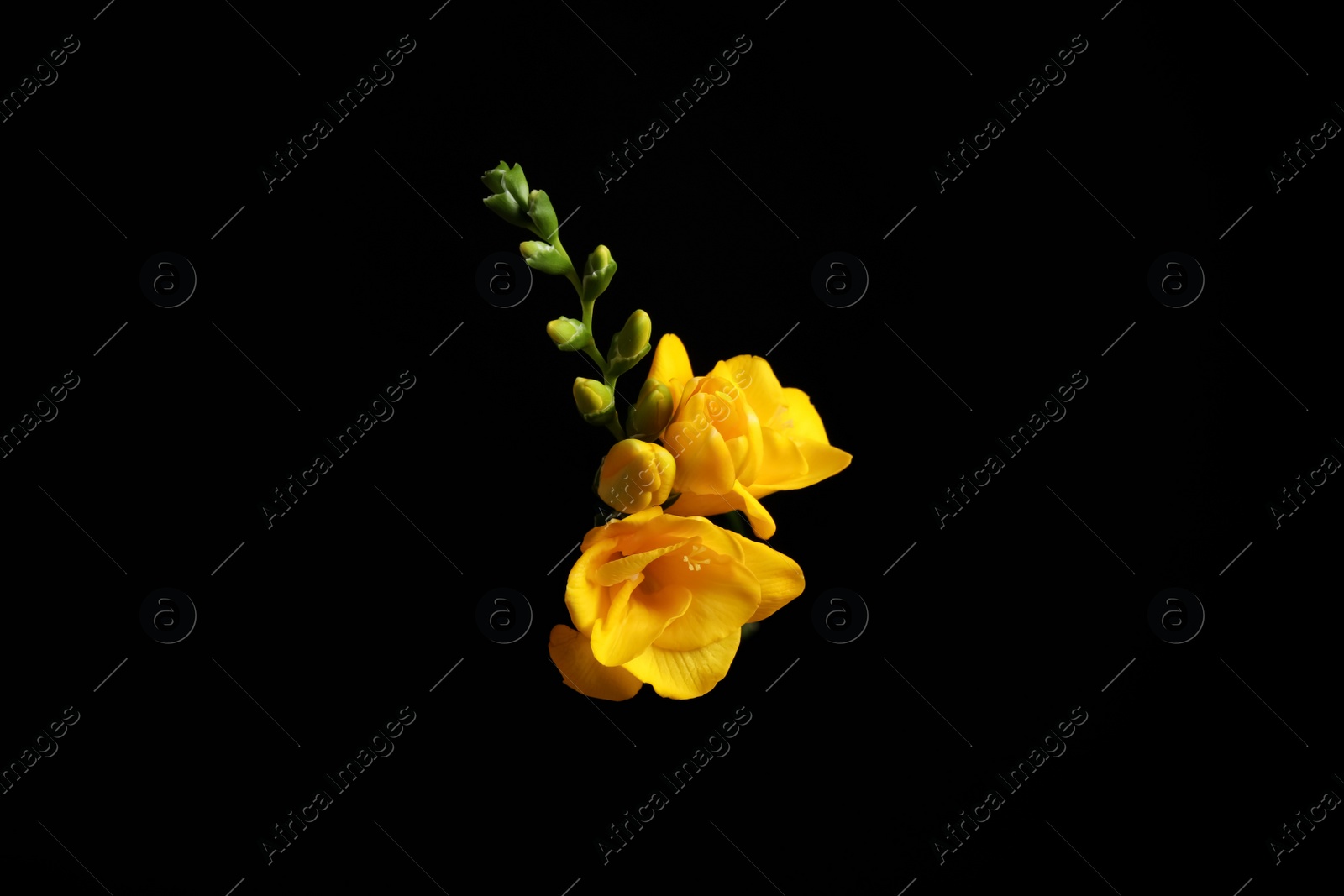 Photo of Beautiful yellow freesia flowers on black background