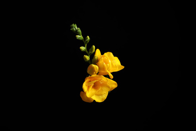 Beautiful yellow freesia flowers on black background