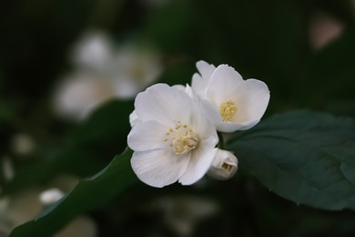 Photo of Closeup view of beautiful blooming white jasmine shrub outdoors