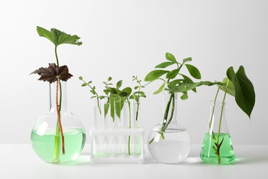 Photo of Laboratory glassware with plants on white background. Chemistry concept