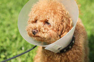 Photo of Cute Maltipoo dog with Elizabethan collar outdoors, closeup
