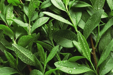 Photo of Beautiful green leaves with dew as background