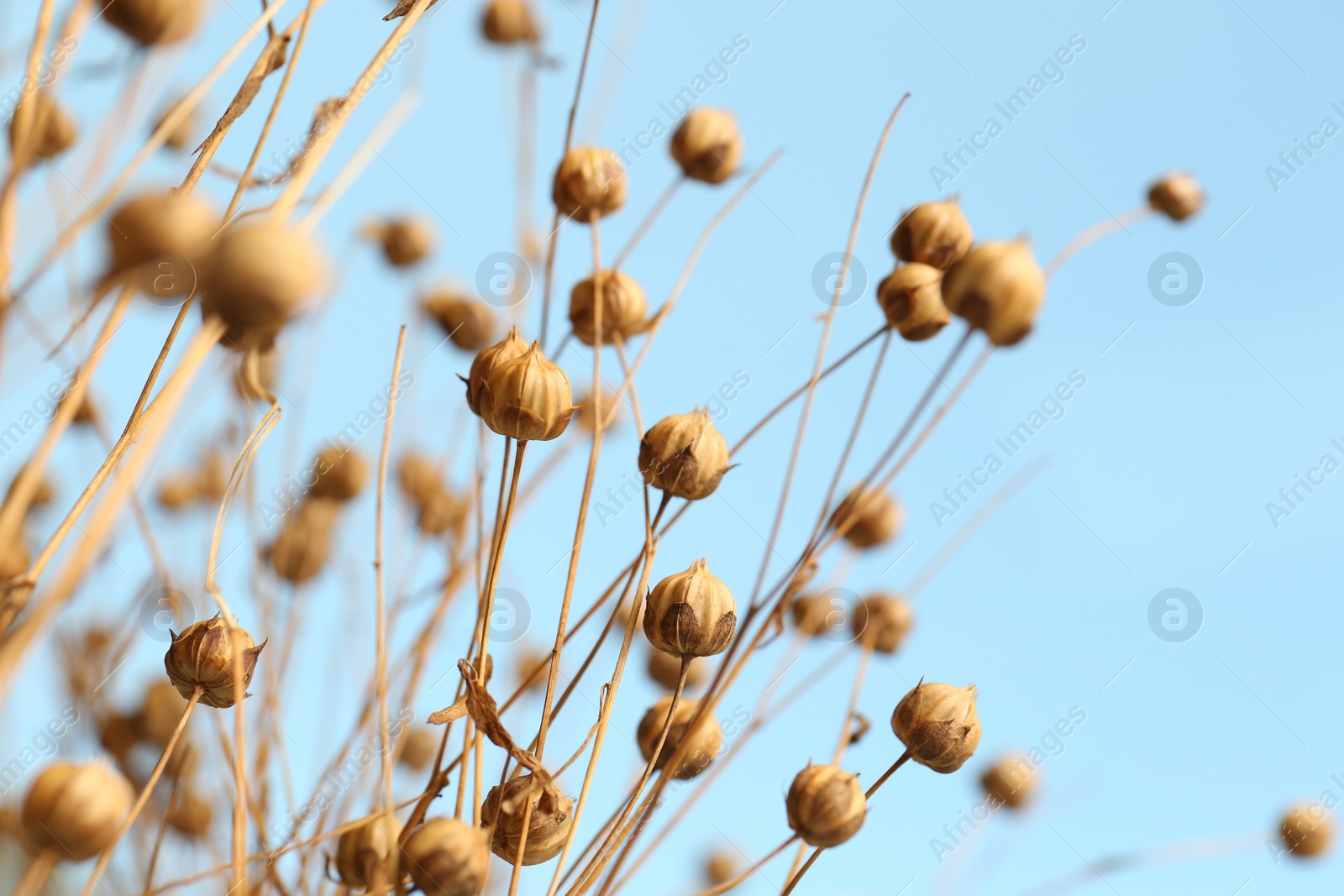 Photo of Beautiful dry flax plants against blurred background, closeup