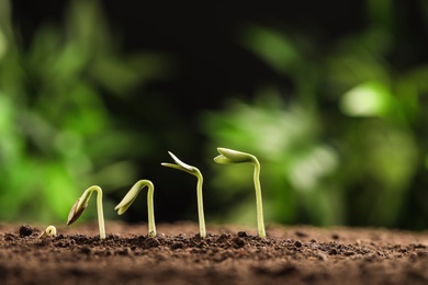 Photo of Little green seedlings growing in soil against blurred background, closeup view