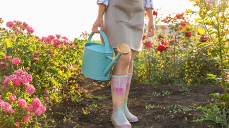 Woman with watering can near rose bushes outdoors, closeup. Gardening tool