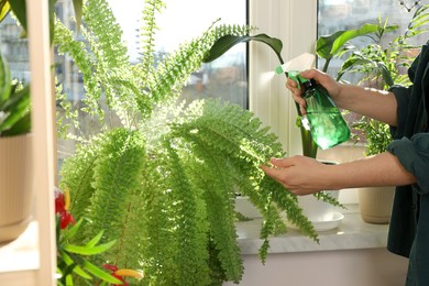 Photo of Woman spraying beautiful house plants with water on windowsill indoors, closeup