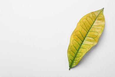 Photo of Leaf of tropical codiaeum plant on white background, top view