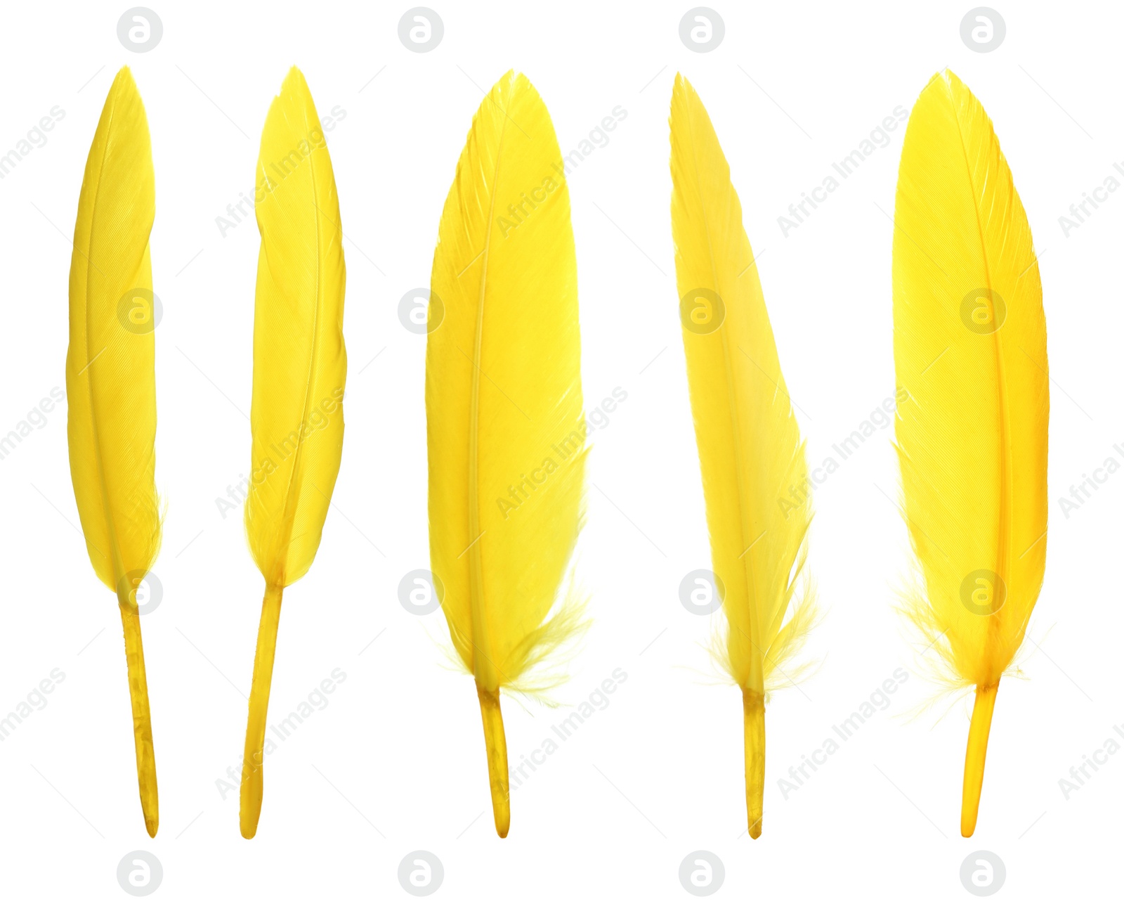 Image of Beautiful yellow feathers isolated on white, set