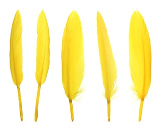 Image of Beautiful yellow feathers isolated on white, set