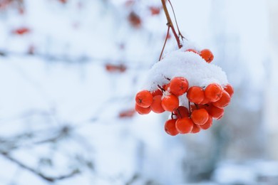 Image of Red rowan berries on tree branch covered with snow outdoors on cold winter day, space for text