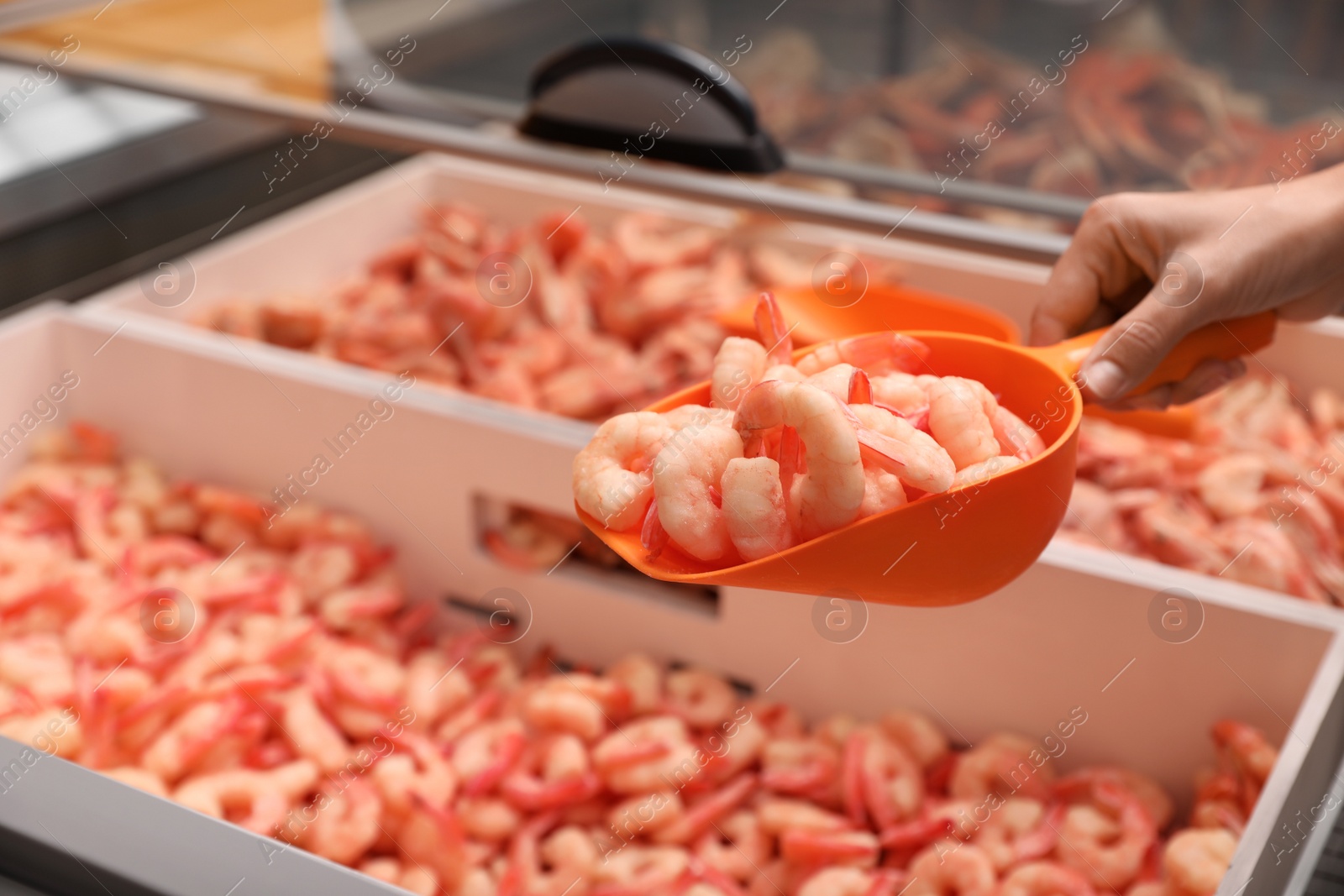 Photo of Woman holding shovel with frozen shrimps in store, closeup. Wholesale market