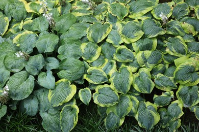 Photo of Beautiful green hostas growing outdoors, above view
