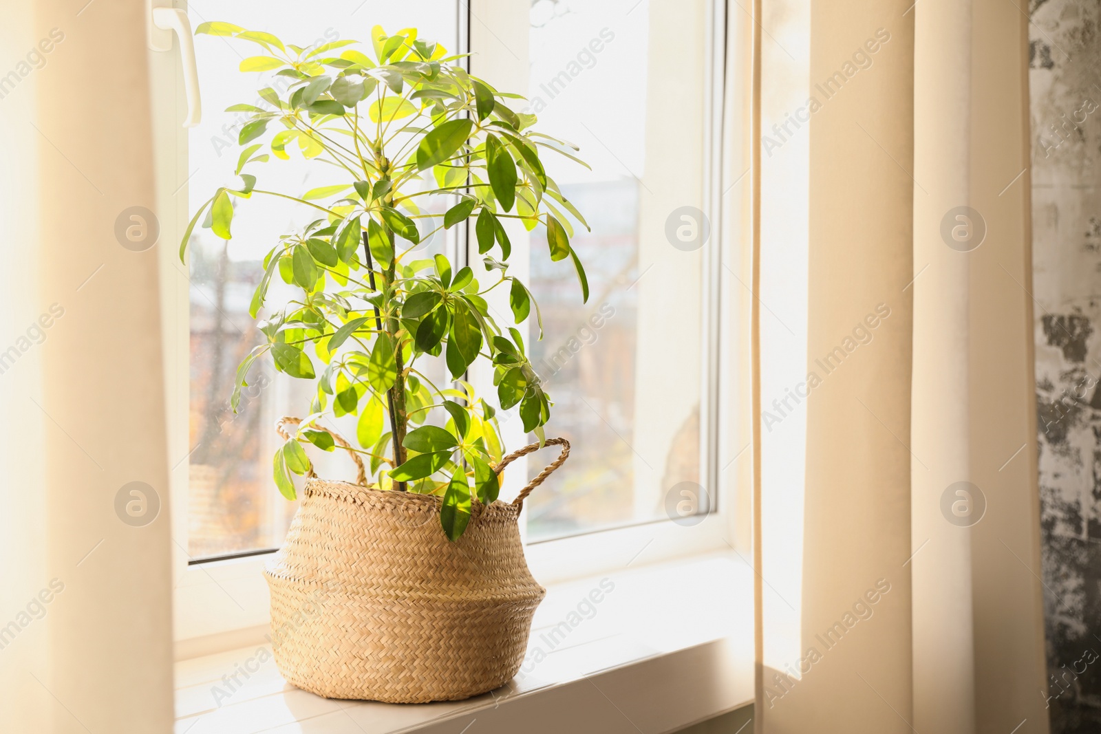 Photo of Beautiful Schefflera plant on windowsill at home