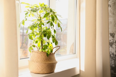 Photo of Beautiful Schefflera plant on windowsill at home