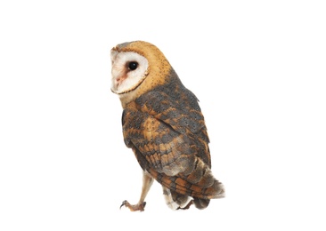 Photo of Beautiful common barn owl on white background