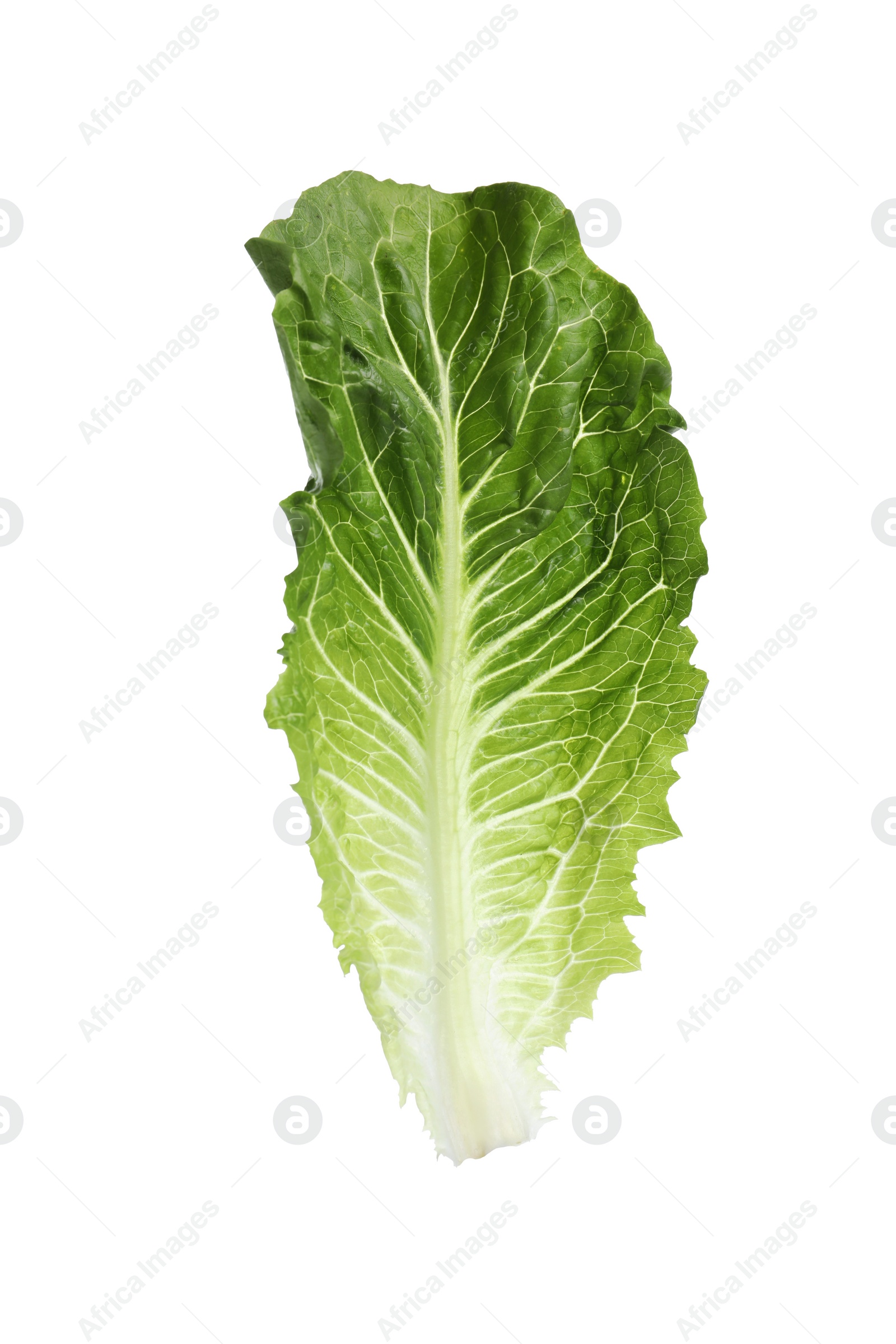 Photo of Fresh leaf of green romaine lettuce isolated on white