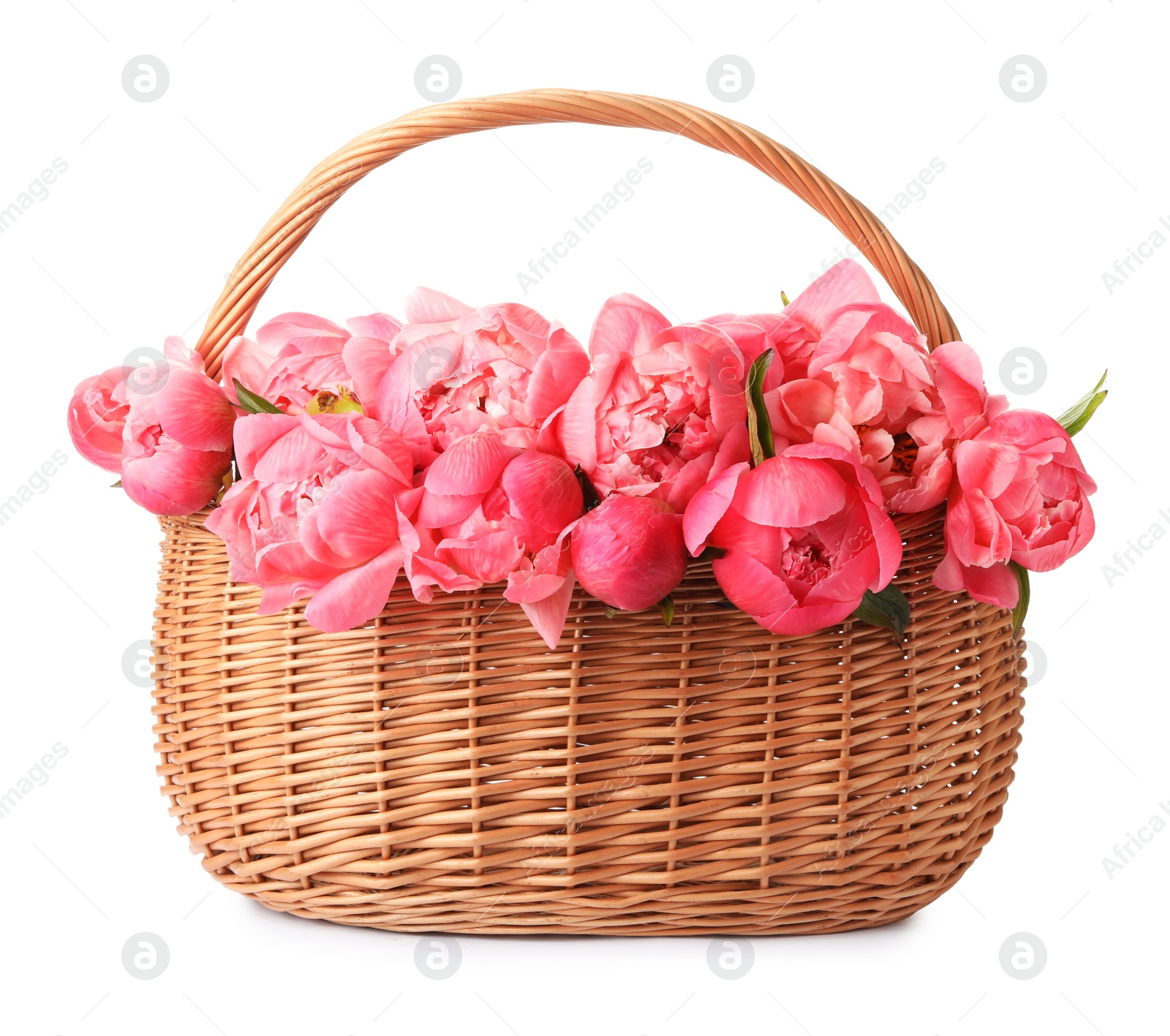 Photo of Wicker basket with beautiful pink peonies on white background