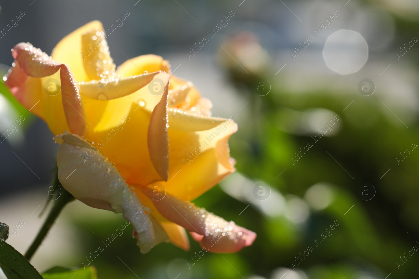 Photo of Closeup view of beautiful blooming rose against blurred background, space for text