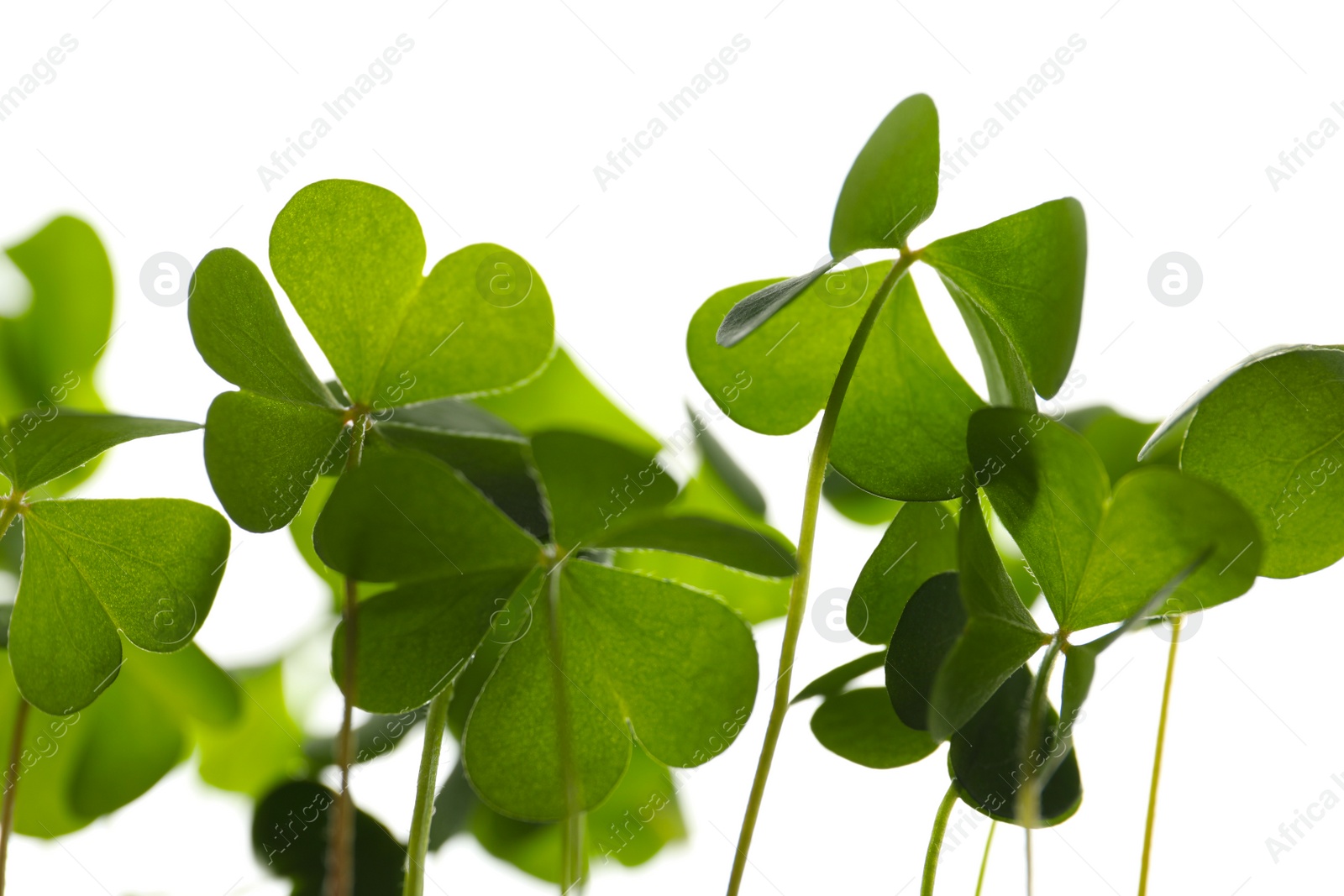 Photo of Clover leaves on white background, closeup. St. Patrick's Day symbol