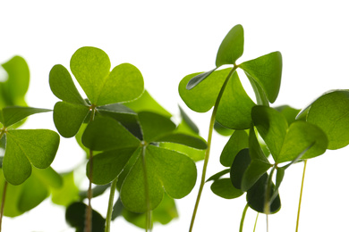 Clover leaves on white background, closeup. St. Patrick's Day symbol