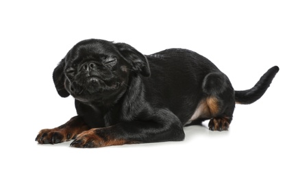 Adorable black Petit Brabancon dog lying on white background