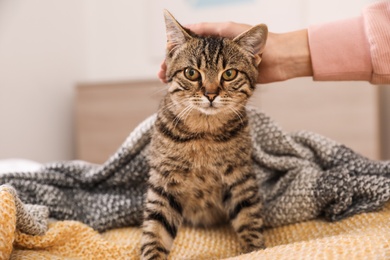 Photo of Woman petting cute tabby cat at home, closeup