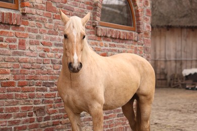 Photo of Adorable horse near brick building outdoors. Lovely domesticated pet