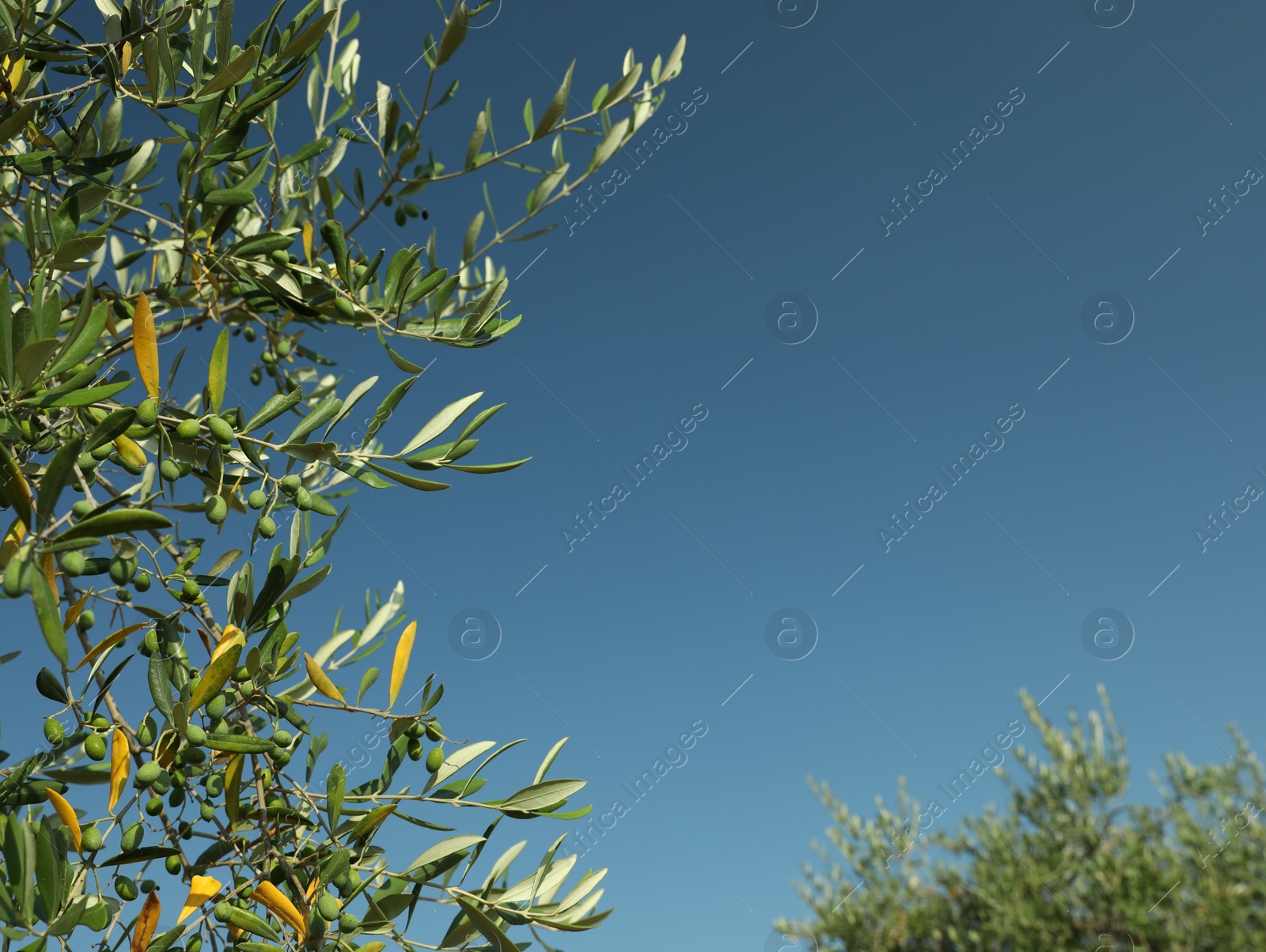 Photo of Olive tree with fresh green fruits outdoors on sunny day, space for text