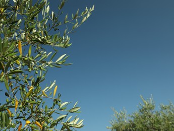 Olive tree with fresh green fruits outdoors on sunny day, space for text