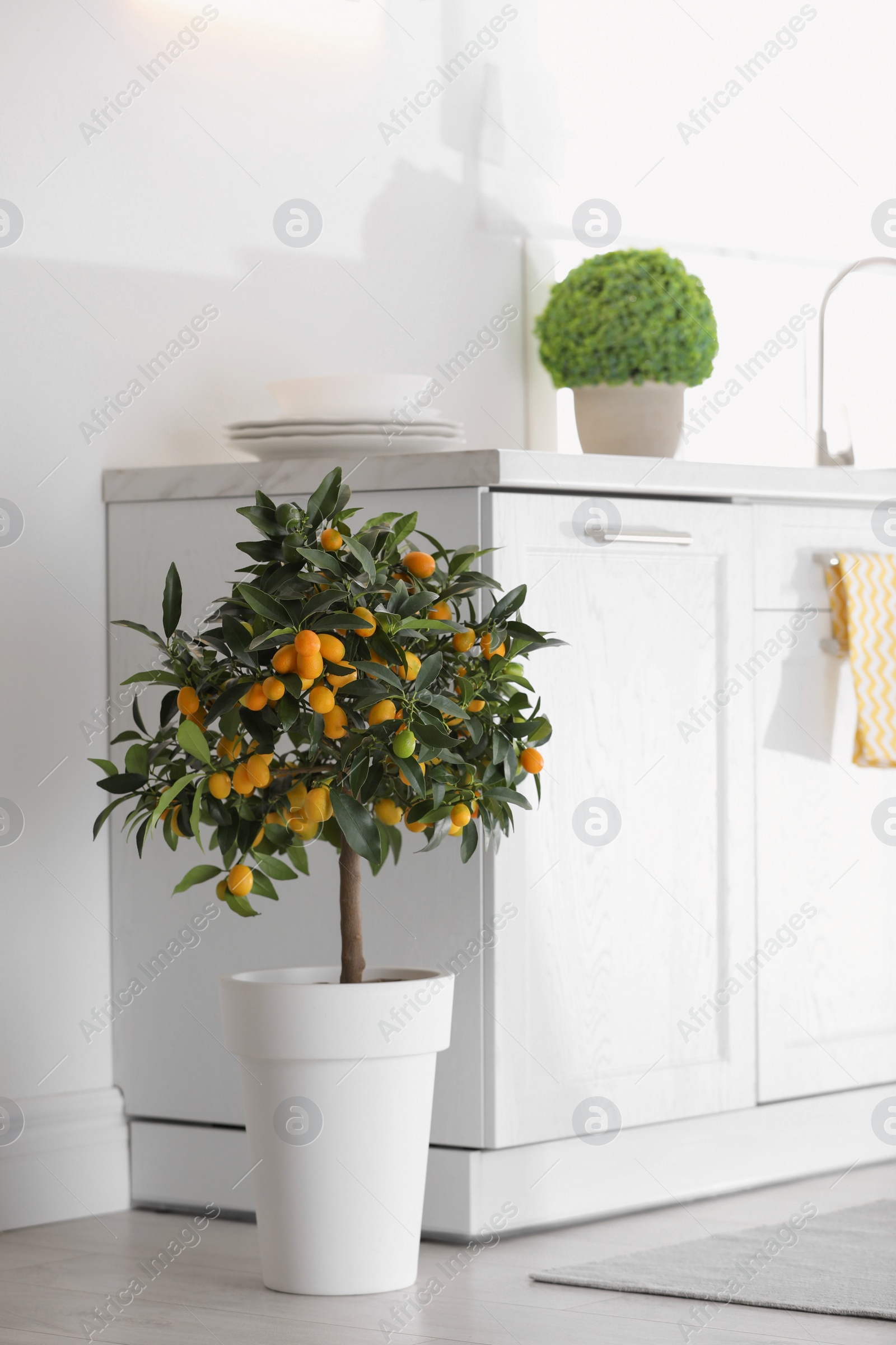 Photo of Potted kumquat tree with ripening fruits indoors. Interior design