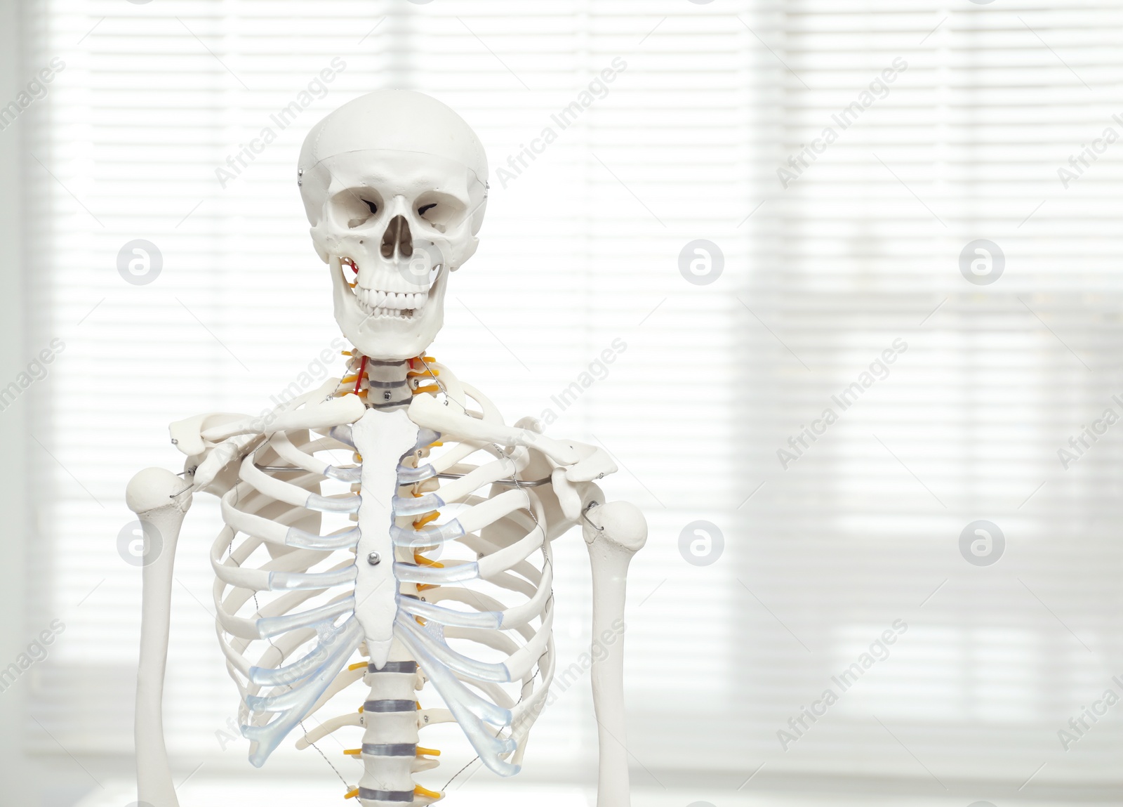 Photo of Artificial human skeleton model near window indoors. Space for text