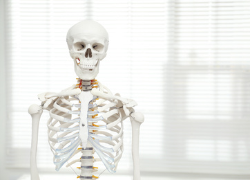 Photo of Artificial human skeleton model near window indoors. Space for text