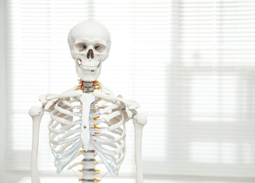 Artificial human skeleton model near window indoors. Space for text