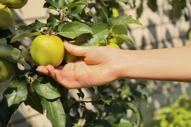Photo of Woman picking ripe apples outdoors on sunny day, closeup