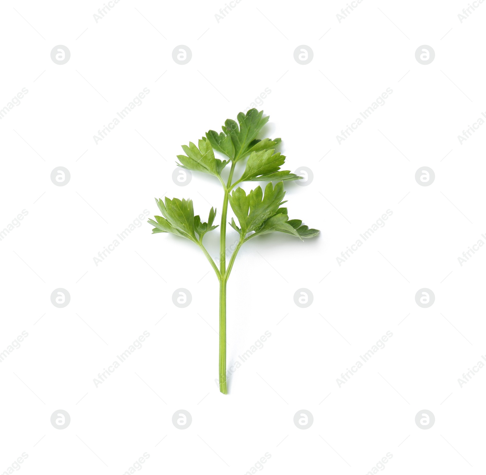 Photo of Fresh green organic parsley on white background