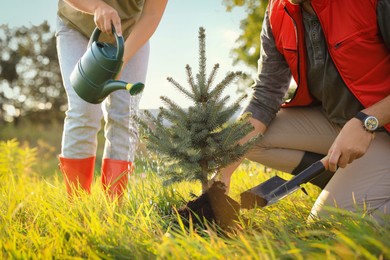 Couple planting conifer tree in meadow on sunny day, closeup