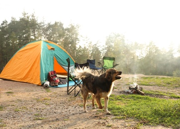 Photo of Cute dog near camping tent in wilderness