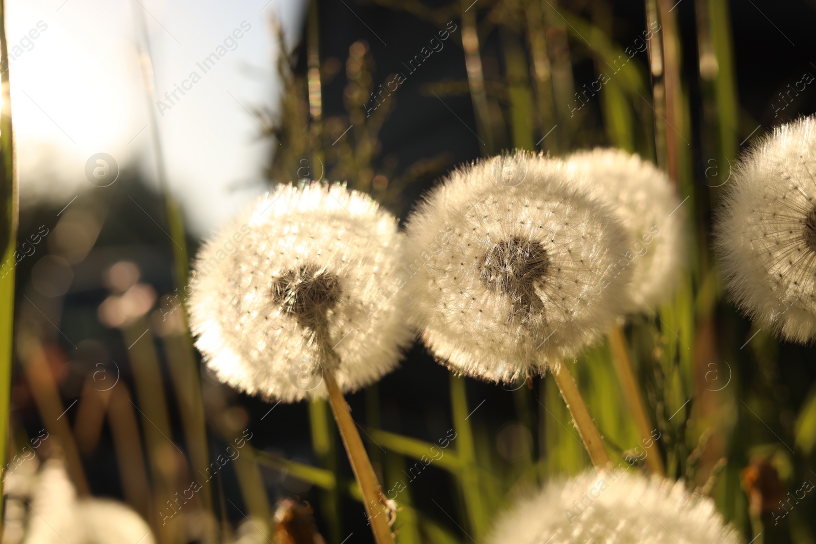 Photo of Beautiful fluffy dandelions outdoors on sunny day, closeup