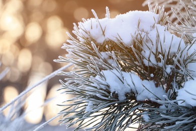 Conifer tree branch covered with hoarfrost and snow outdoors on winter morning, closeup