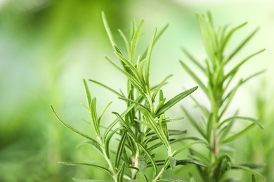 Photo of Twigs of fresh rosemary on blurred background, closeup