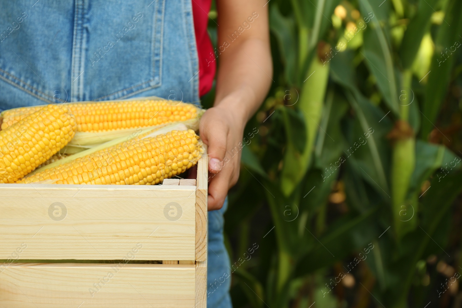 Photo of Woman with wooden crate of fresh ripe corn on field, closeup