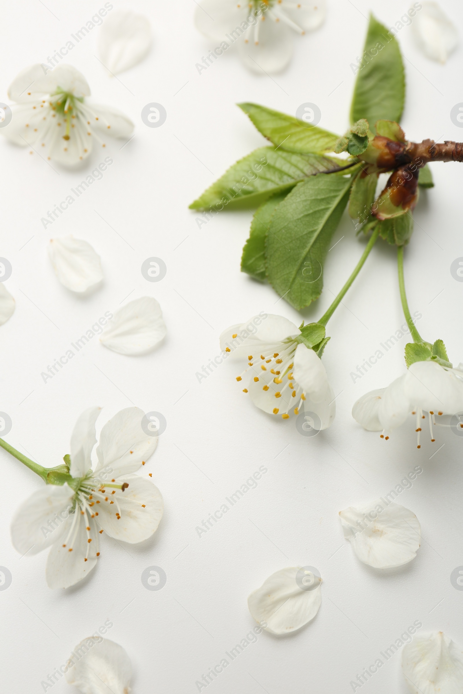 Photo of Beautiful spring tree blossoms and petals on white background, closeup