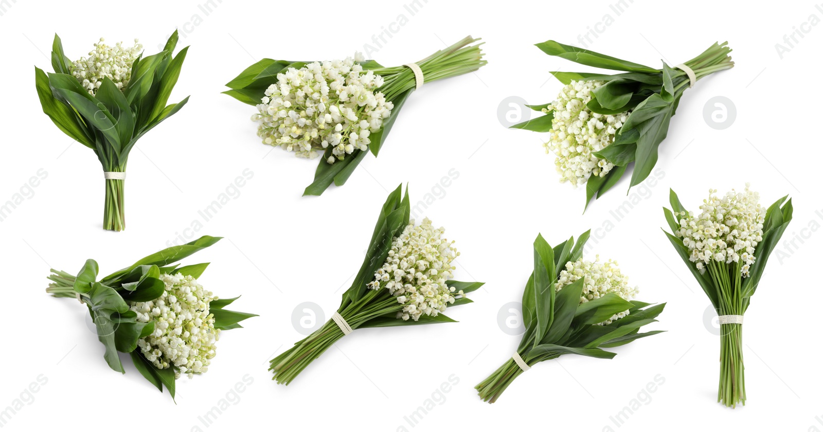 Image of Beautiful lily of the valley flowers with green leaves. Set with bouquets on white background