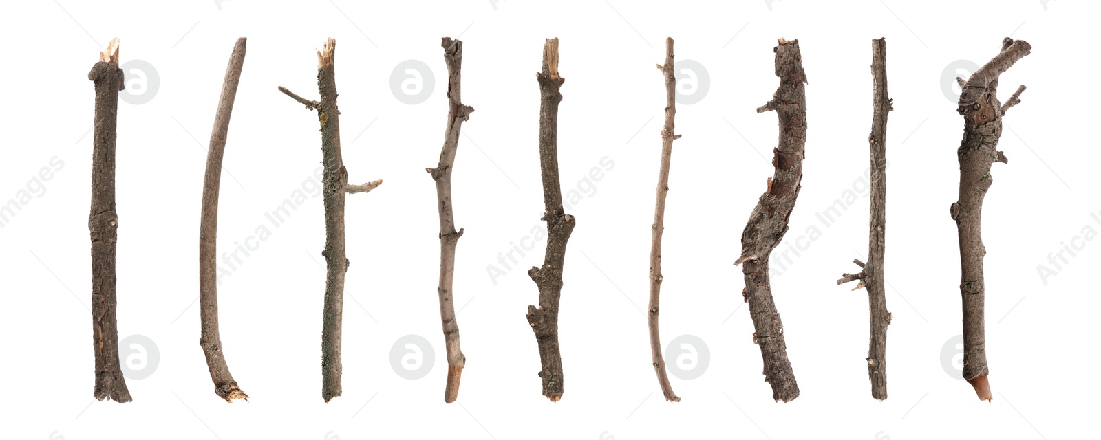Image of Set of old dry tree branches on white background. Banner design
