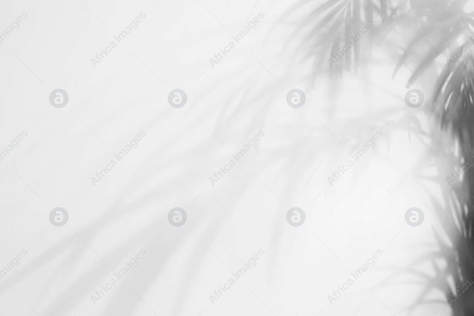 Photo of Shadow of tropical plant branches on light background